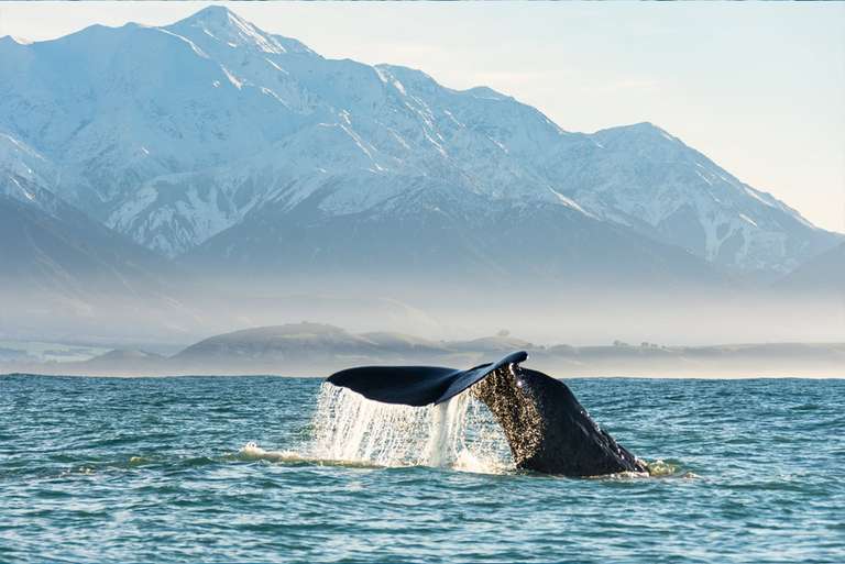 Auckland Natural landmarks sightseeing Tour: New Zealand Uncovered (Northbound)