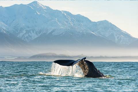 New Zealand Uncovered (northbound) - Fall Tours