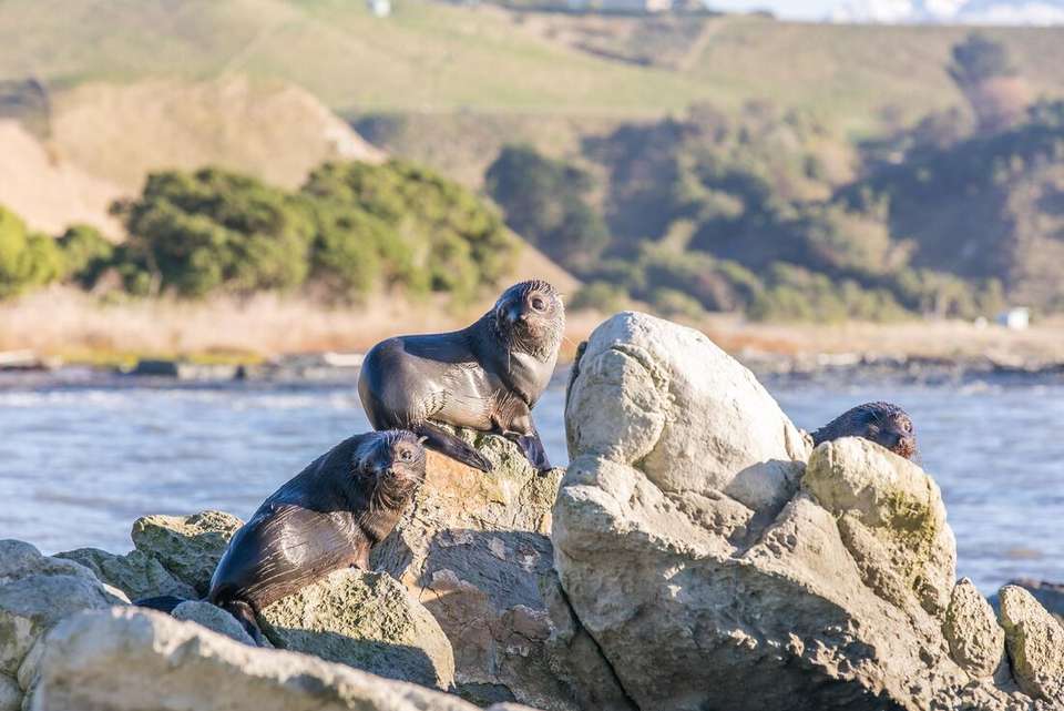 New Zealand West Coast Adventure - Intrepid Travel - New Zealand - Image 10