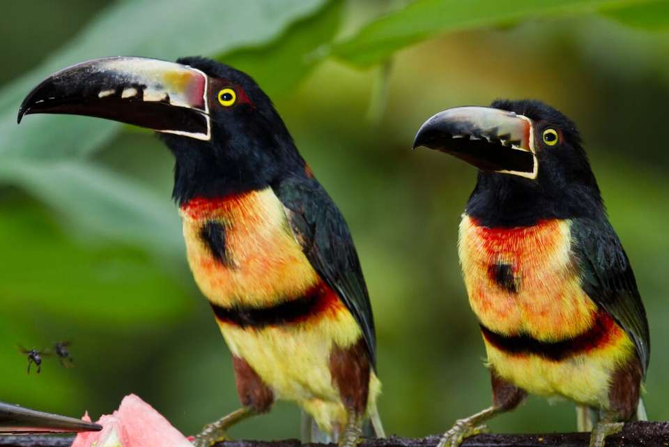 Nicaragua to Belize Discovery - undefined - Image 3
