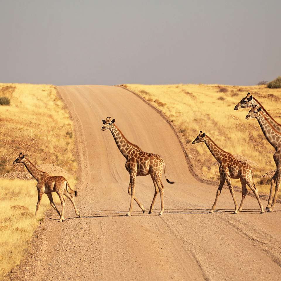 Nomadic Namibia 35 to 45 - Contiki - Namibia - Image 6
