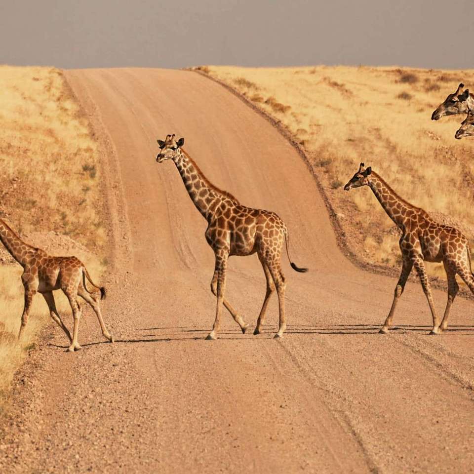 Nomadic Namibia 35 to 45 - undefined - Image 6