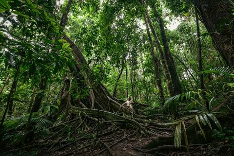 Cairns Explorer Tour: North Queensland Adventure