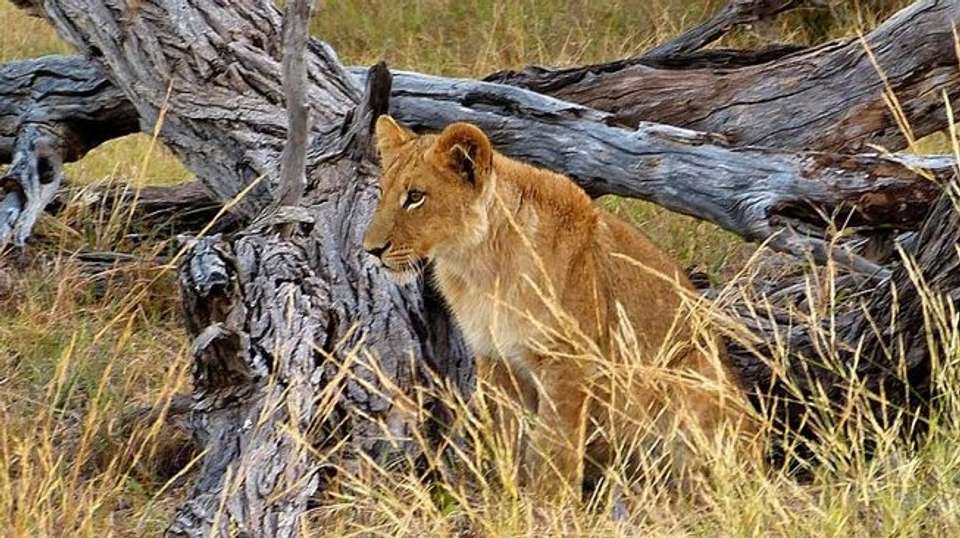 North Tanzania Camping & Lodge Safari - Expect In Africa Safari - Tanzania - Image 4