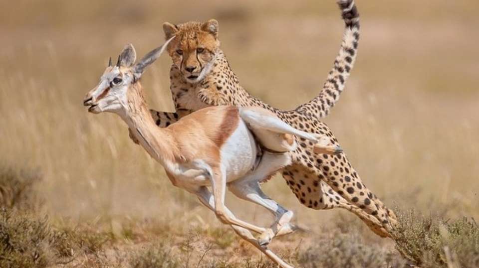 North Tanzania Camping & Lodge Safari - Expect In Africa Safari - Tanzania - Image 5