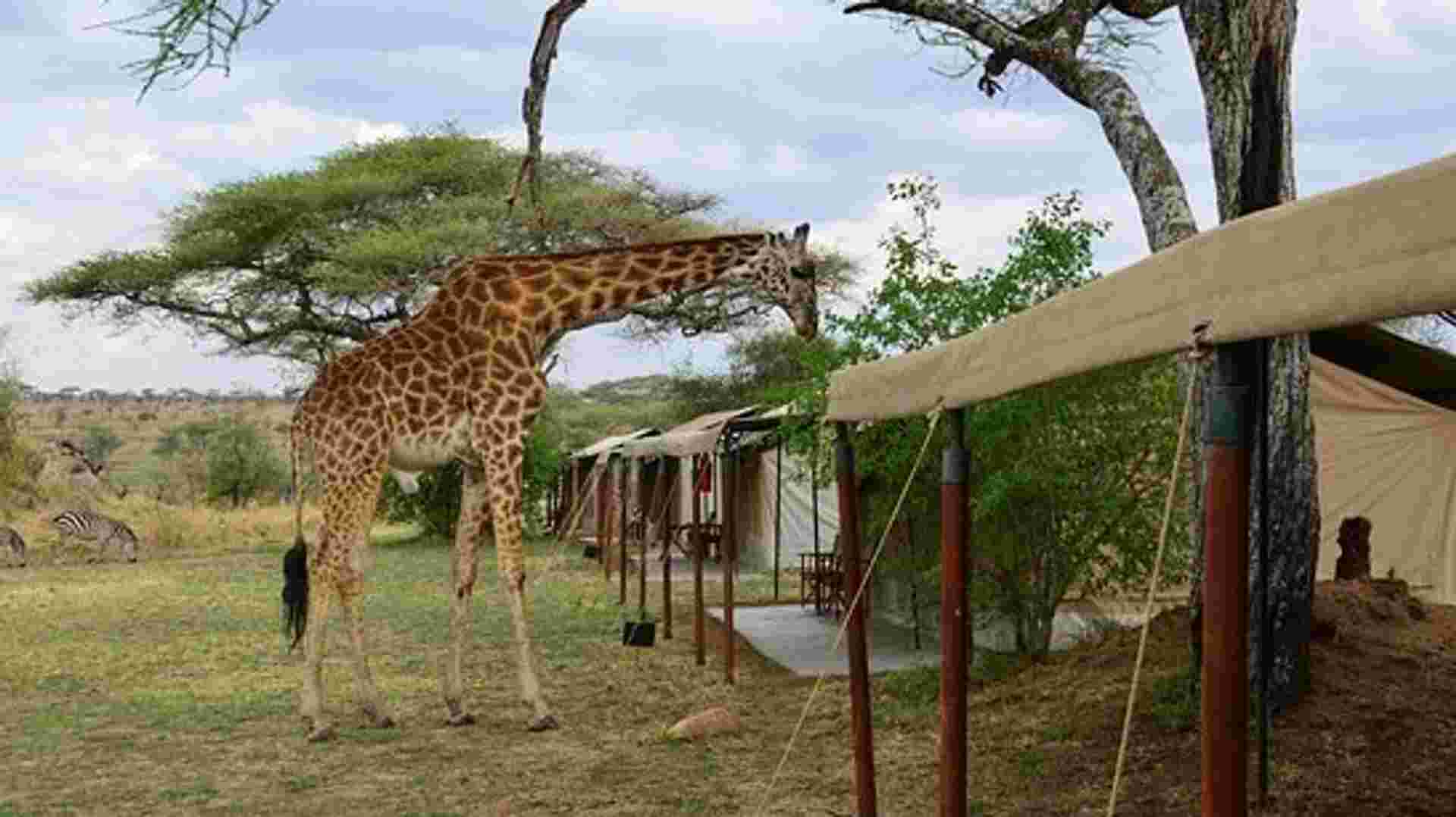 North Tanzania Camping & Lodge Safari