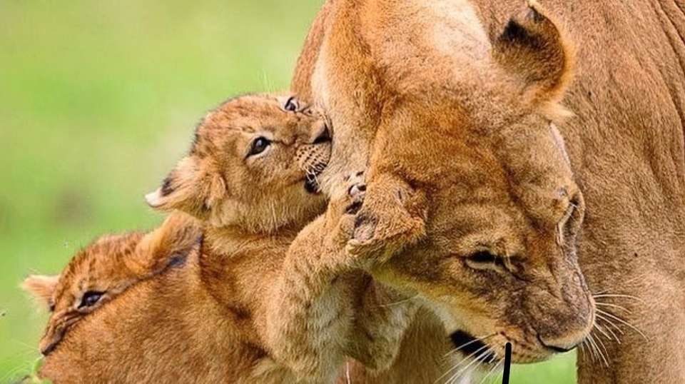 Northern Circuit Luxury Safari Tour: 5 Days - Safaribook - Tanzania - Image 2