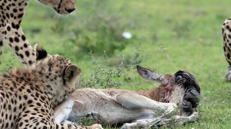 Northern Circuit Luxury Safari Tour: 5 Days - Safaribook - Tanzania - Image 3