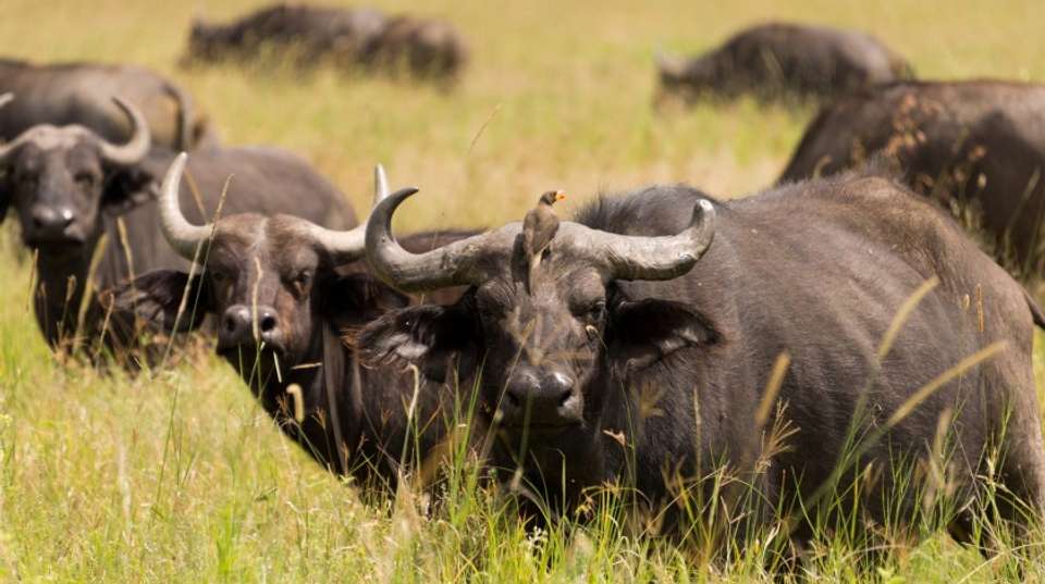 Northern Circuit Luxury Safari Tour: 5 Days - Safaribook - Tanzania - Image 4