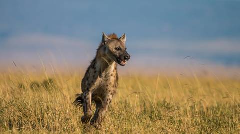 Northern Circuit Luxury Safari Tour: 5 Days - April 2027
