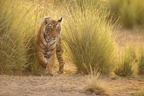 Northern India Family Holiday - September 2027