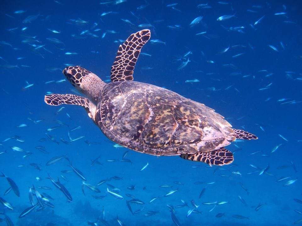 Northern Maldives Discovery - 8 days - On The Go Tours - Maldives - Image 4