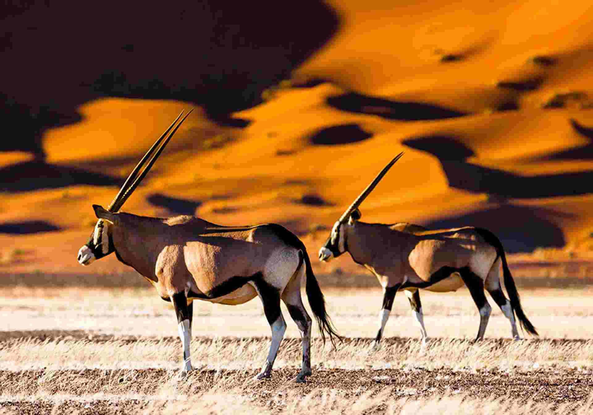 Northern Namibia Circuit