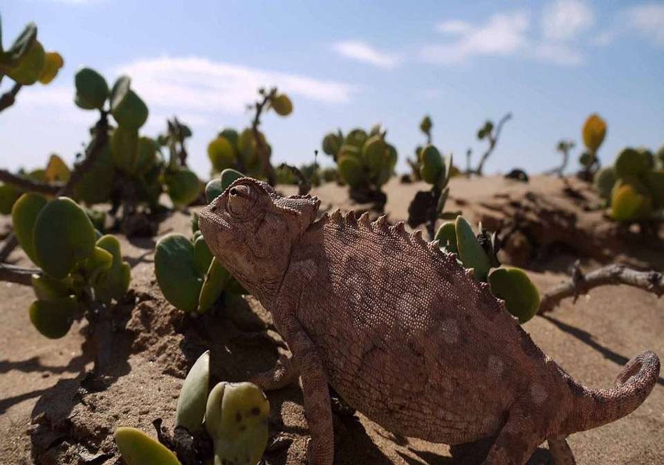 Northern Namibia Circuit - Indus Travels - Namibia - Image 6