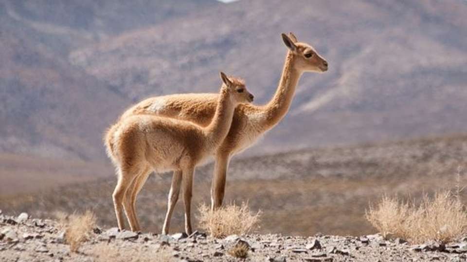 Northern Argentina & Chile Tour - People Travel And Experience - Argentina - Image 3
