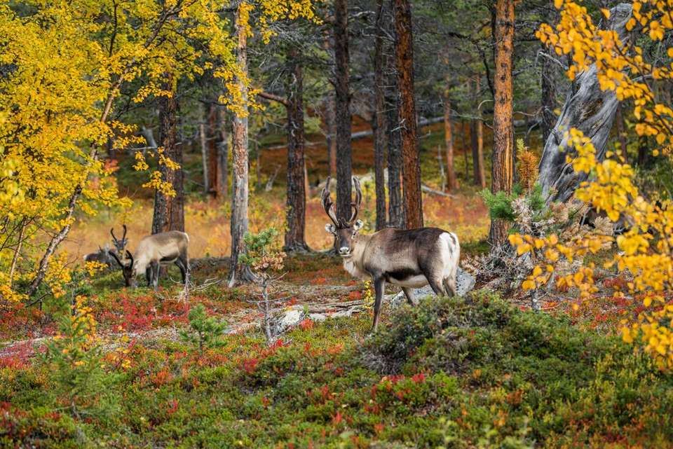Northern Sweden by Rail - Intrepid Travel - Norway - Image 8