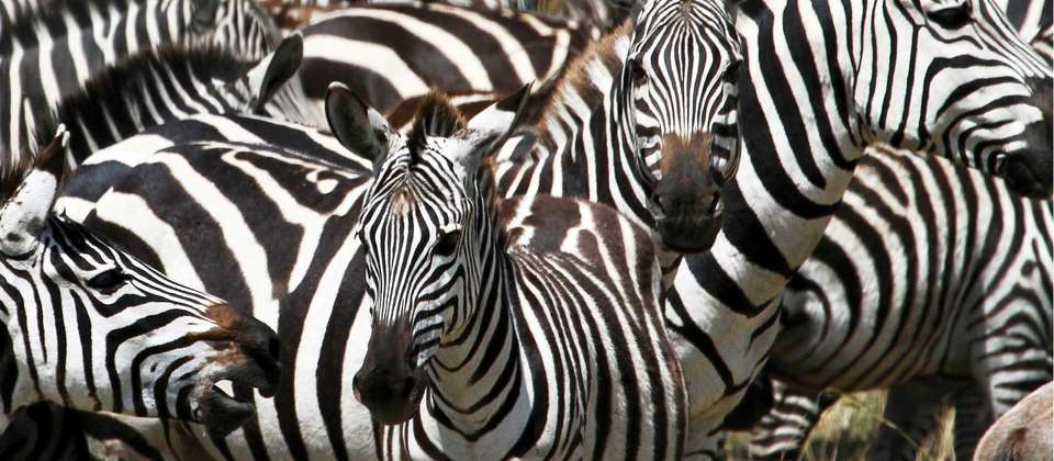 Northern Tanzania Circuit - World Expeditions - Tanzania - Image 4