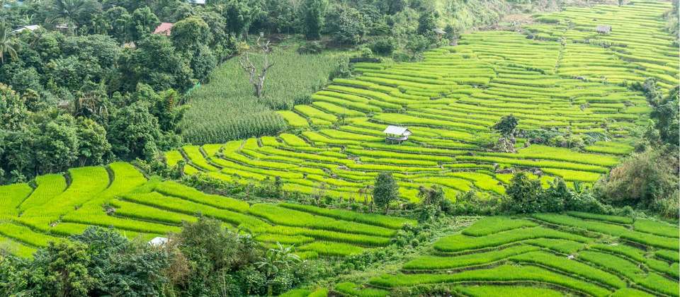 Northern Thailand Hike & Homestays - World Expeditions - Thailand - Image 9