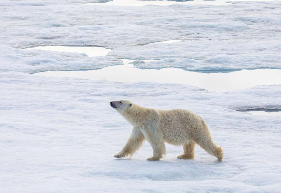 Northwest Passage: Epic High Arctic - Exodus Adventure Travels - Canada - Image 5