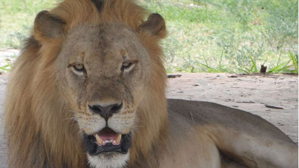 Nyerere National Park budget safari - Kanuth Adventures Safari - Tanzania - Image 3