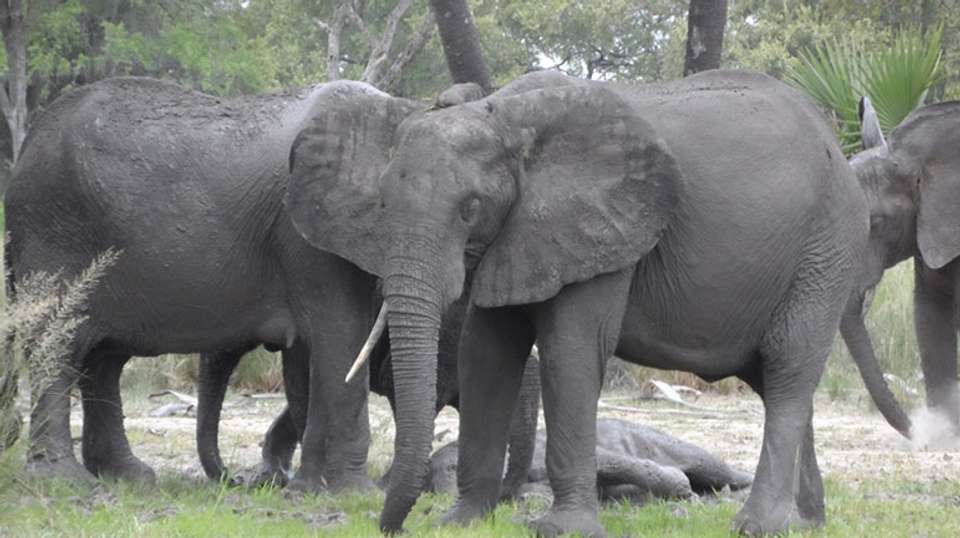 Nyerere National Park budget safari - Kanuth Adventures Safari - Tanzania - Image 4