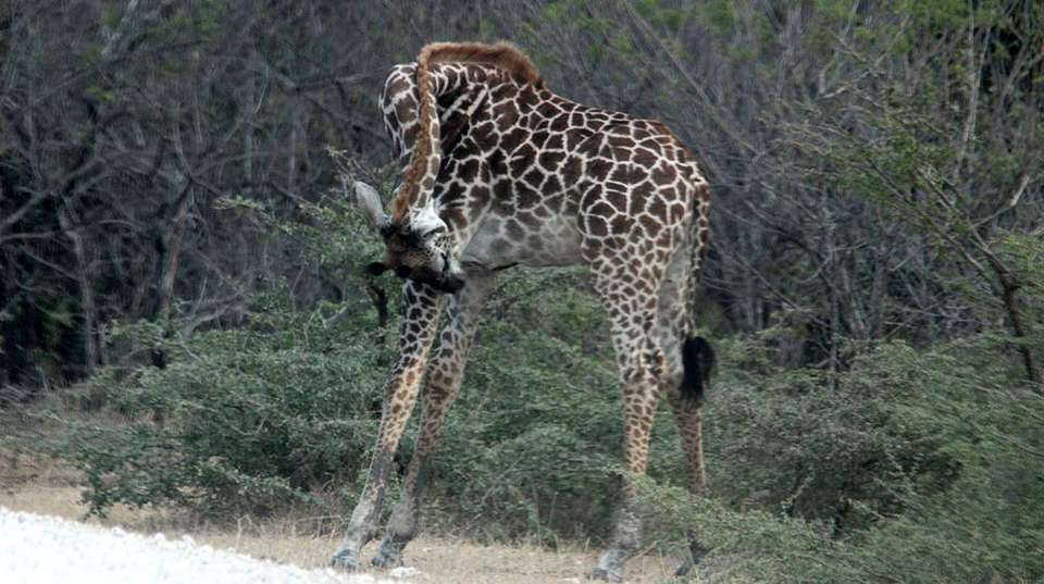 Nyerere National Park budget safari - Kanuth Adventures Safari - Tanzania - Image 8
