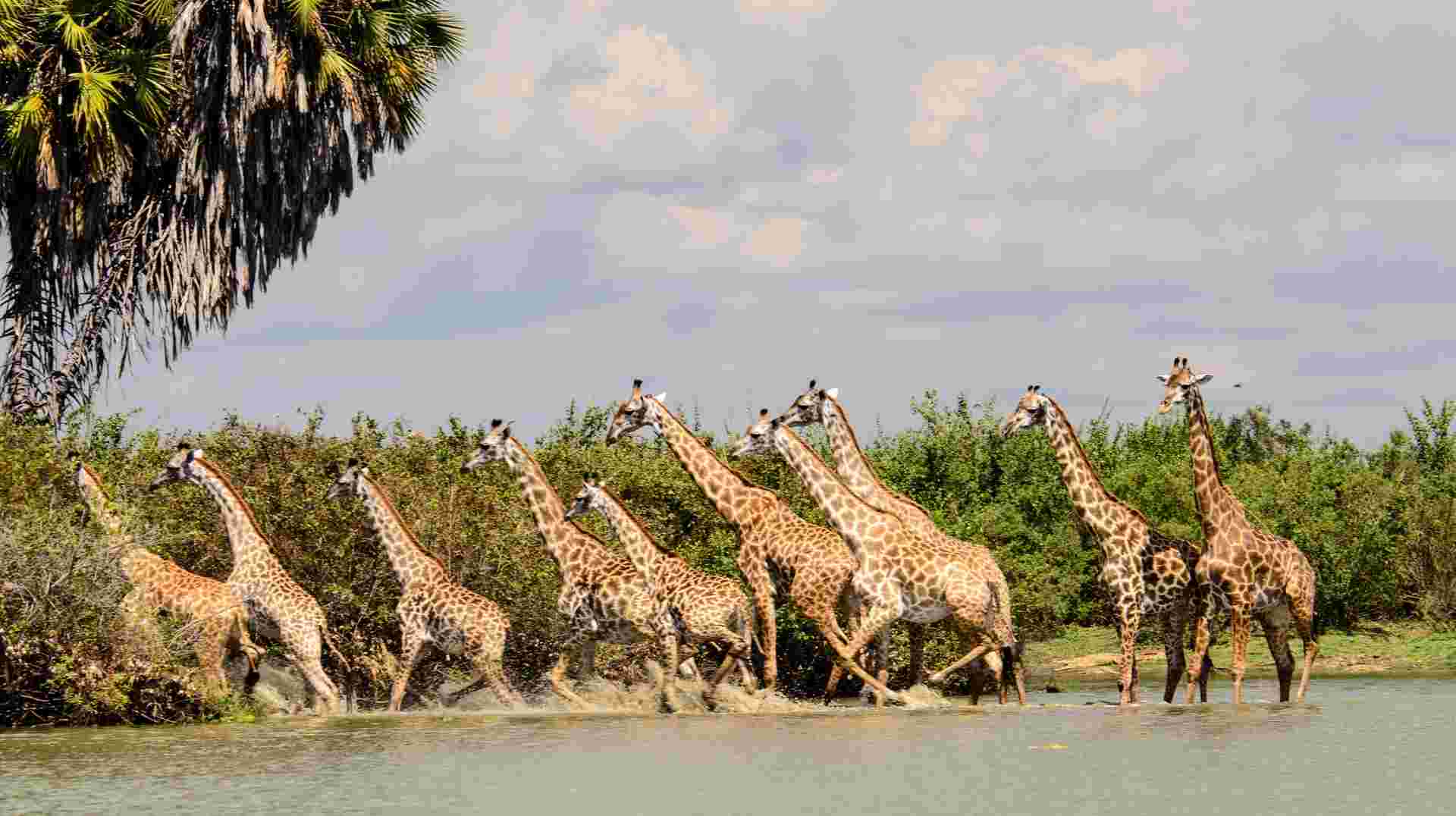 Nyerere National Park  budget  safari