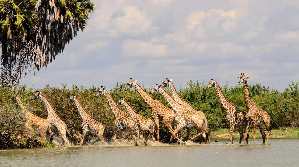 Nyerere National Park budget safari - Kanuth Adventures Safari - Tanzania - Image 1
