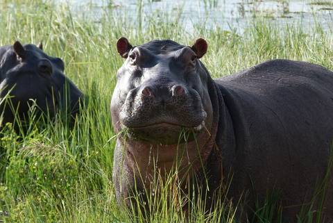 Road Tour: Okavango & Beyond