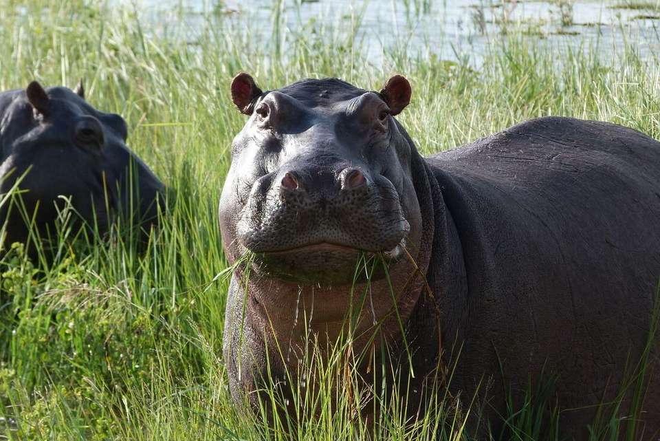 Okavango & Beyond - Intrepid Travel - Zimbabwe - Image 1