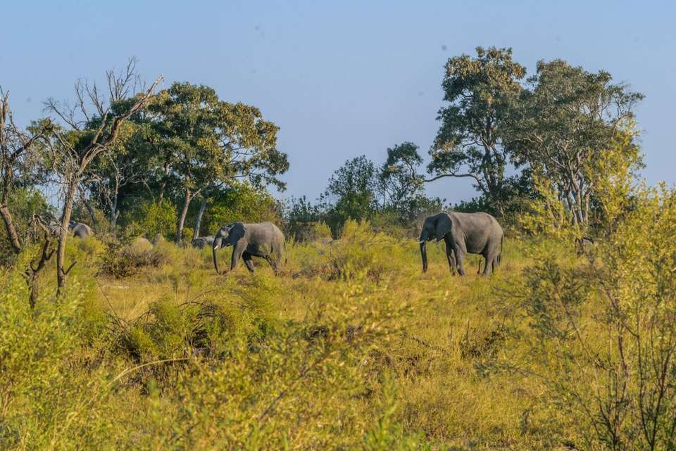 Okavango & Beyond - Intrepid Travel - Zimbabwe - Image 5