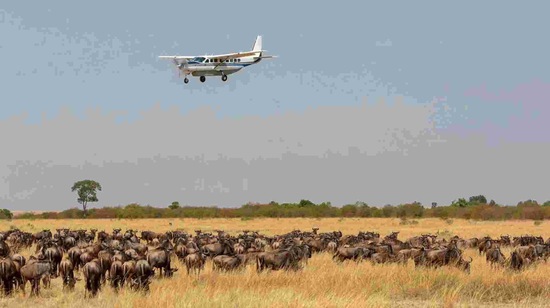 One-day Masai Mara Fly-in Safari