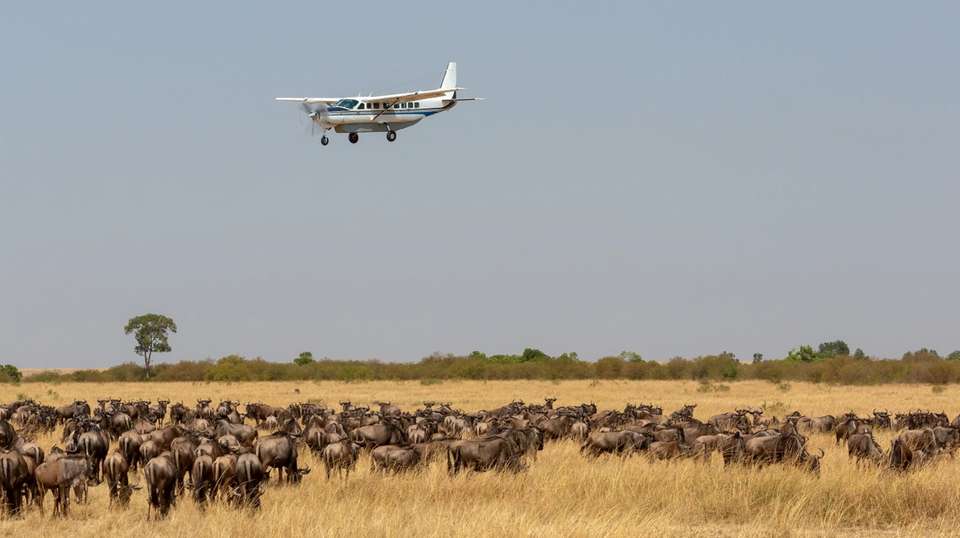 One-day Masai Mara Fly-in Safari - Samson's Safaris - Kenya - Image 1