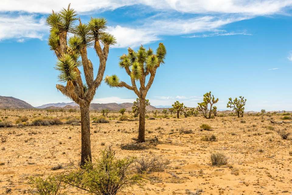 One Week from Vegas to LA - Intrepid Travel - USA - Image 11