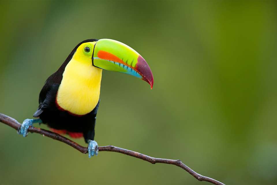 One Week In Costa Rica - Intrepid Travel - Costa Rica - Image 7