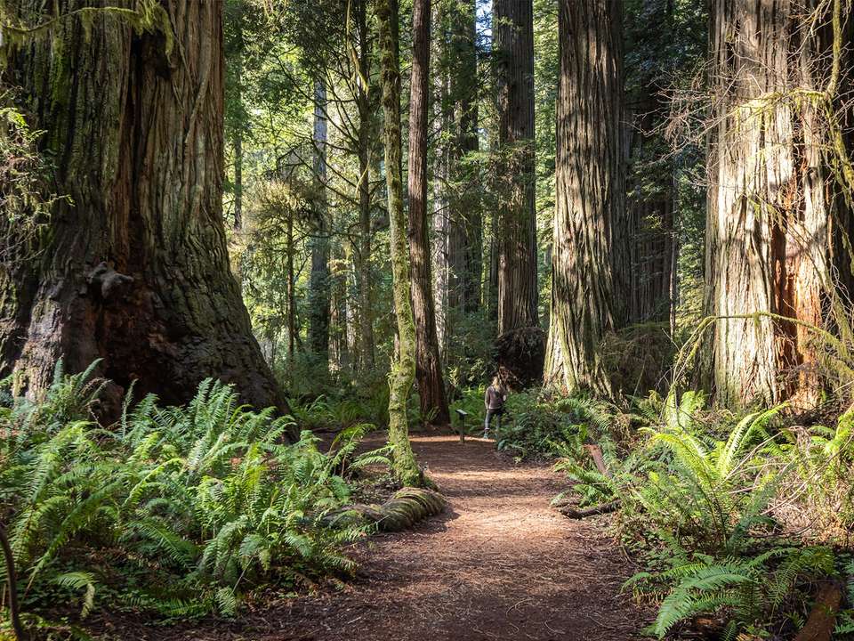 Oregon Loop - 7 days - On The Go Tours - USA - Image 3