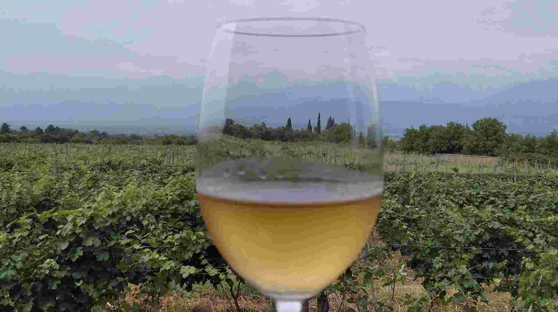 Organic wine tour