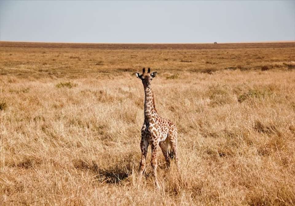 Orient Explorer Tour - Indus Travels - Turkey - Image 3