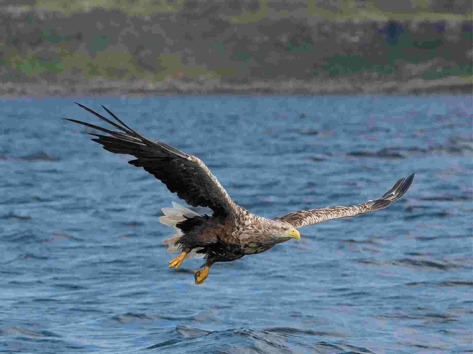 Orkney Express - 3 days