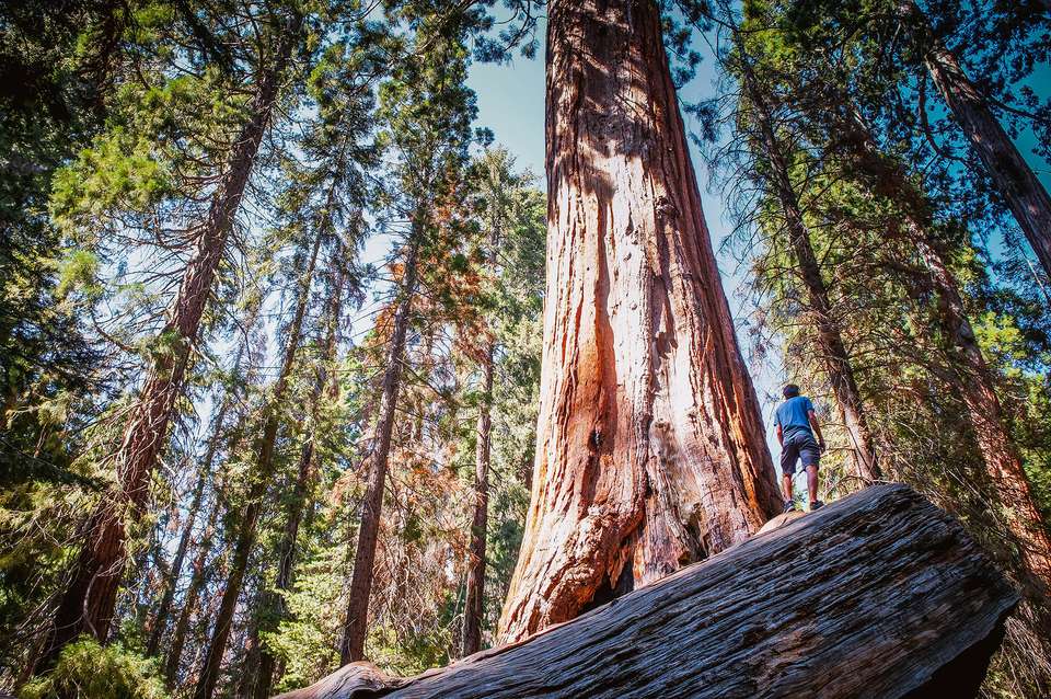 Pacific Northwest & California featuring Washington, Oregon and California - Collette Tours - USA - Image 4