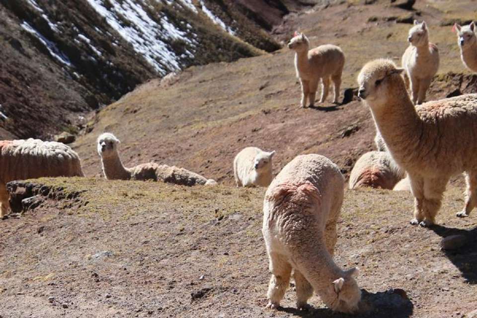 Palccoyo Rainbow Mountain Trek Day Tour in Cusco - Tangol Tours - Peru - Image 6