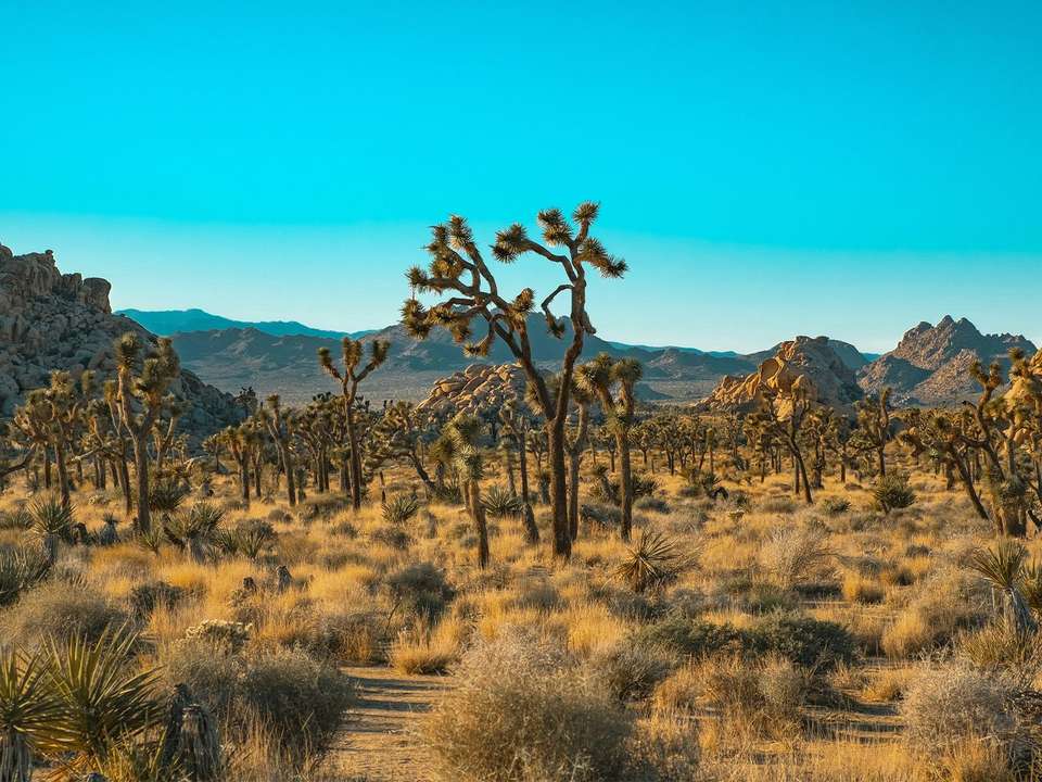 Palm Springs, Joshua Tree & Death Valley - 6 days - On The Go Tours - USA - Image 2