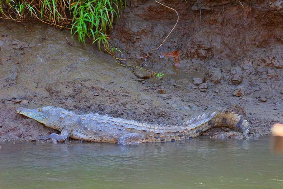 Palo Verde Riverride From Guanacaste - Destination Services - Costa Rica - Image 4