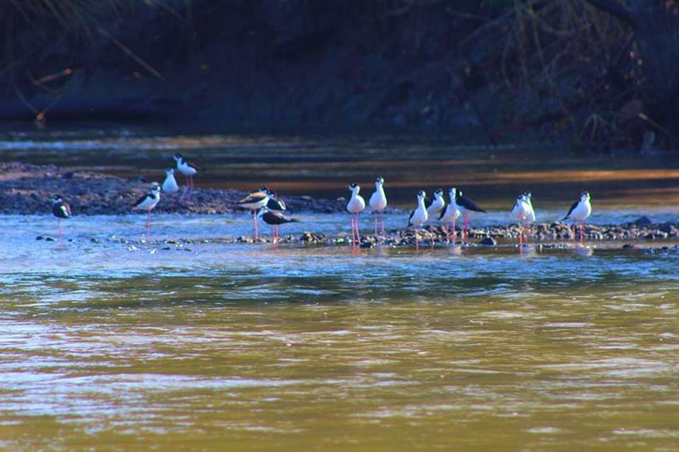 Palo Verde Riverride From Guanacaste - Destination Services - Costa Rica - Image 6