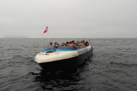 Palomino Islands Sea Lion Swimming Tour - 1 Day