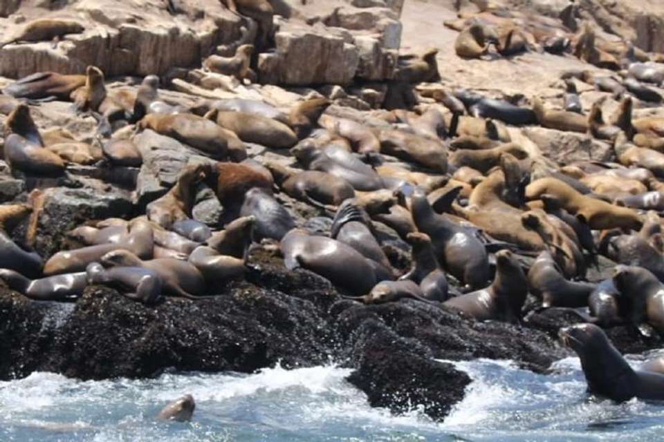 Palomino Islands Sea Lion Swimming Tour - Tangol Tours - Peru - Image 2