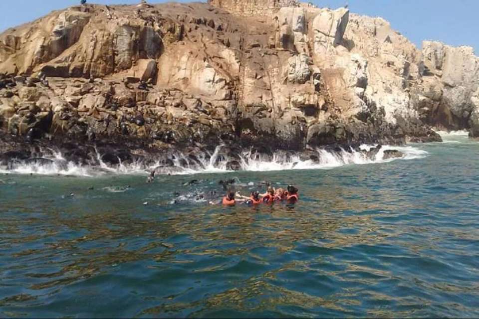 Palomino Islands Sea Lion Swimming Tour - Tangol Tours - Peru - Image 3