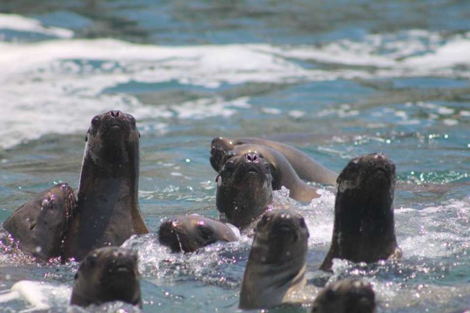 Palomino Islands Sea Lion Swimming Tour - Tangol Tours - Peru - Image 4
