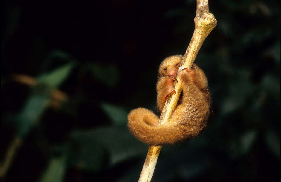 Panama & Costa Rica: Caribbean Coasts, Rainforests & Volcanoes (multi County) - Destination Services - Panama - Image 10