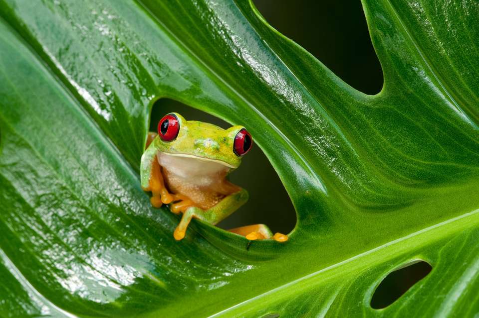 Panama & Costa Rica: Caribbean Coasts, Rainforests & Volcanoes (multi County) - Destination Services - Panama - Image 9